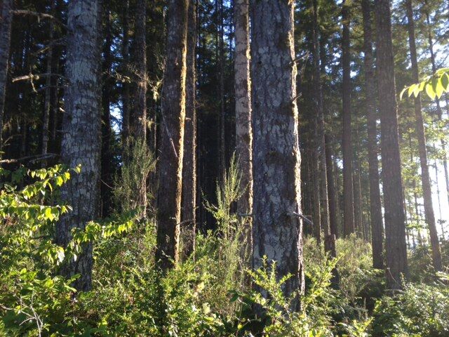 Property Photo:  0 104th St Kpn  WA 98329 