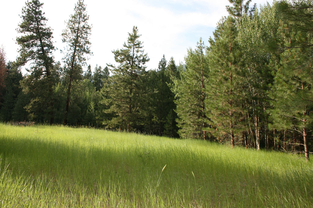 Property Photo:  505 Goat Creek Rd  WA 98833 