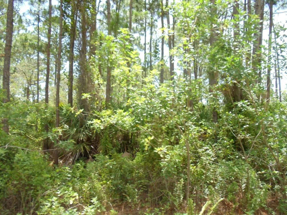 Property Photo:  0 Tree Top Trail  FL 34951 