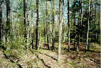 Property Photo:  56 Forest 56  MI 49729 