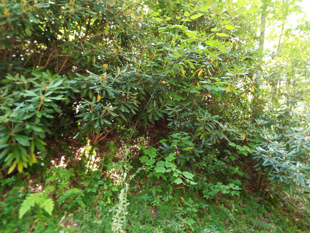 Property Photo:  Lot 0005 Dove View Road  TN 37876 