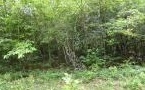 Property Photo:  Lt49 Penland Oaks  NC 28940 