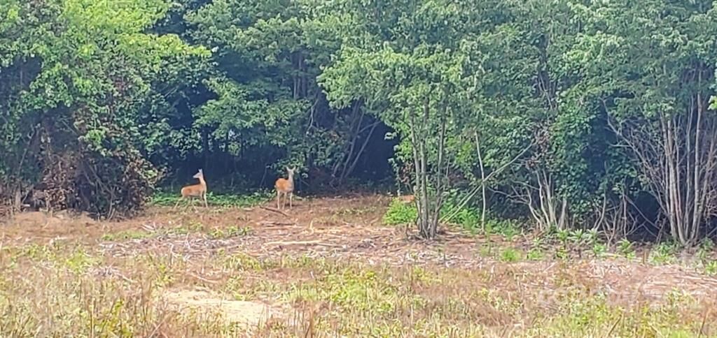 Property Photo: 5.8 Acres Nc 152 Highway NC 28023