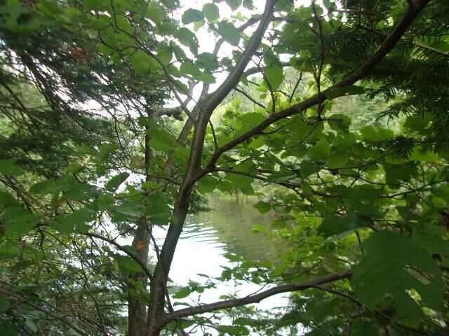 Property Photo:  Lot 4 Allyn Rd  WI 54547 