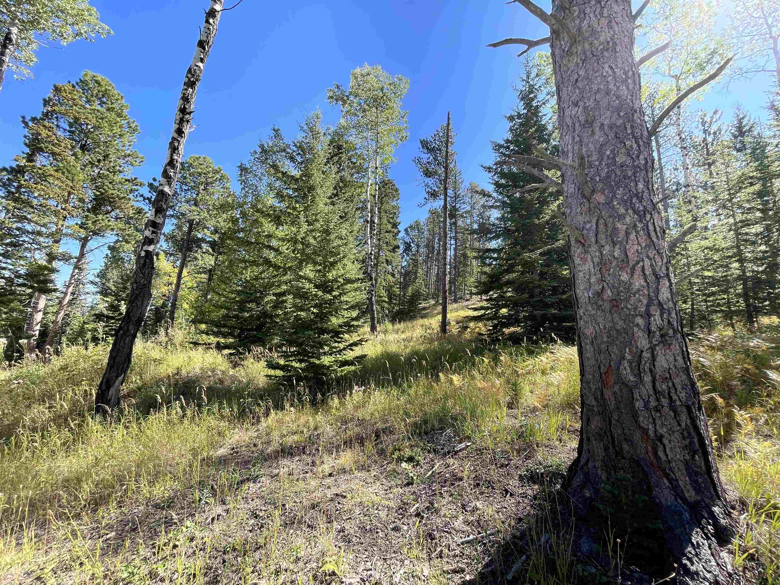 Property Photo:  Lot 39 Woodland Springs Road  SD 57754 