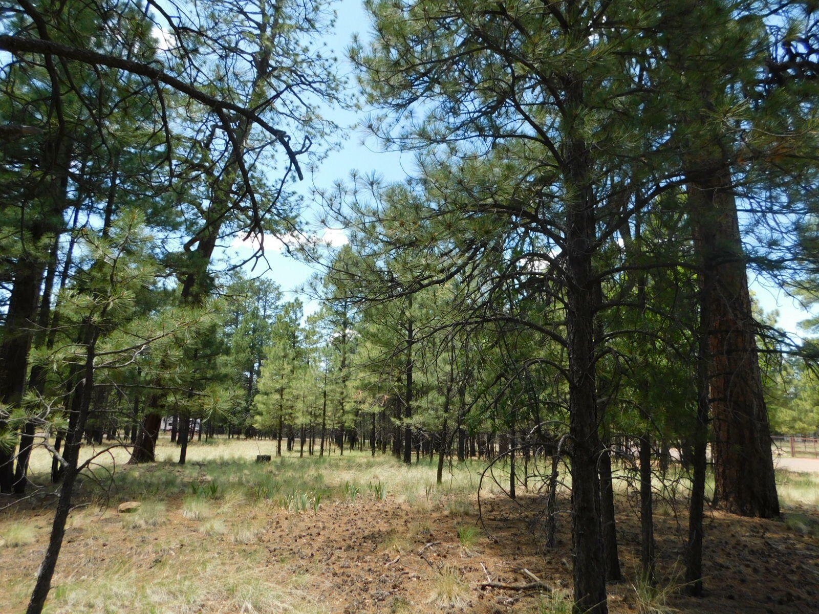 Property Photo:  1284 Coconino Lp  AZ 86024 