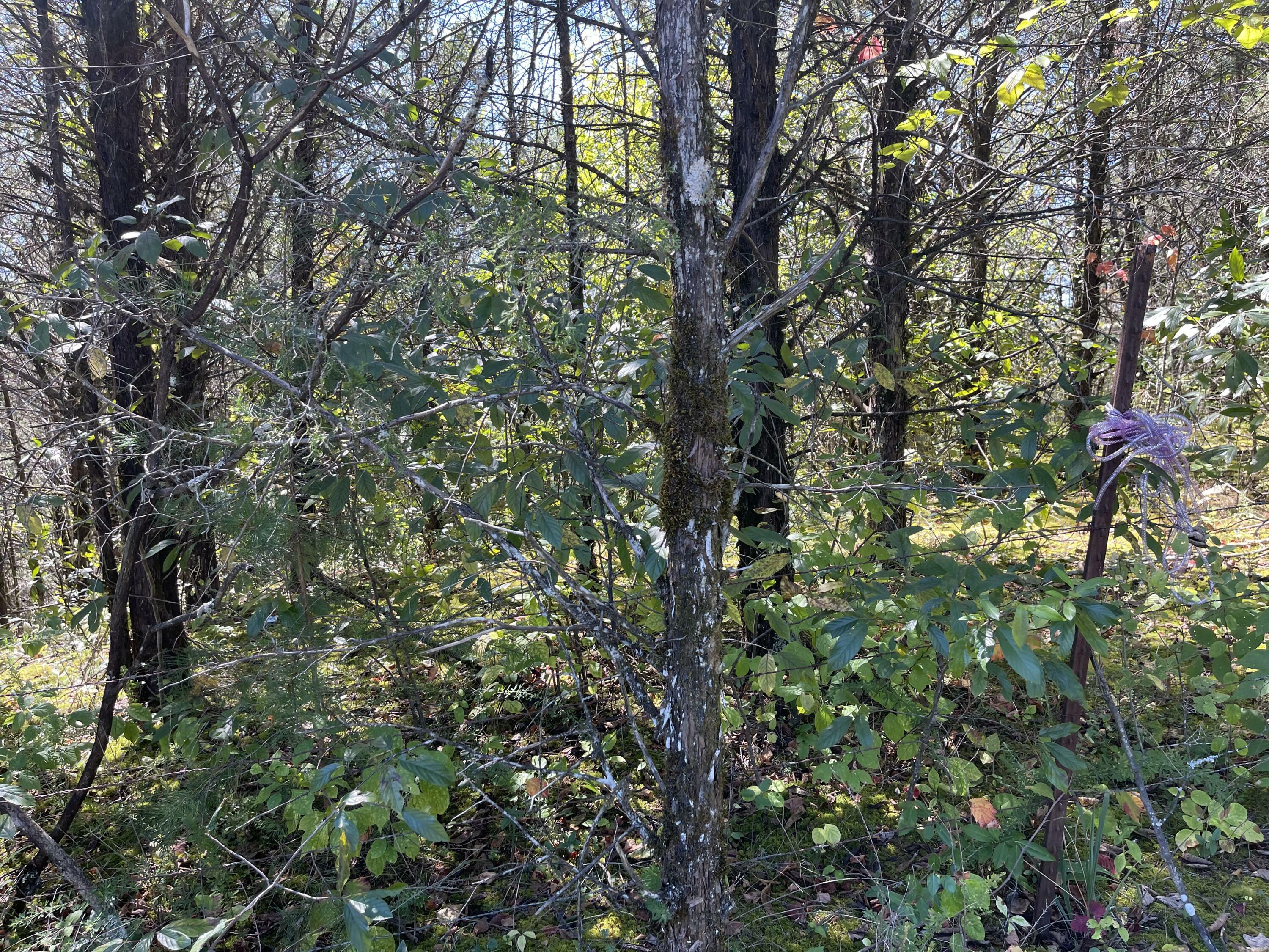 Lot 1 Blue Springs Road  Midway TN 37809 photo