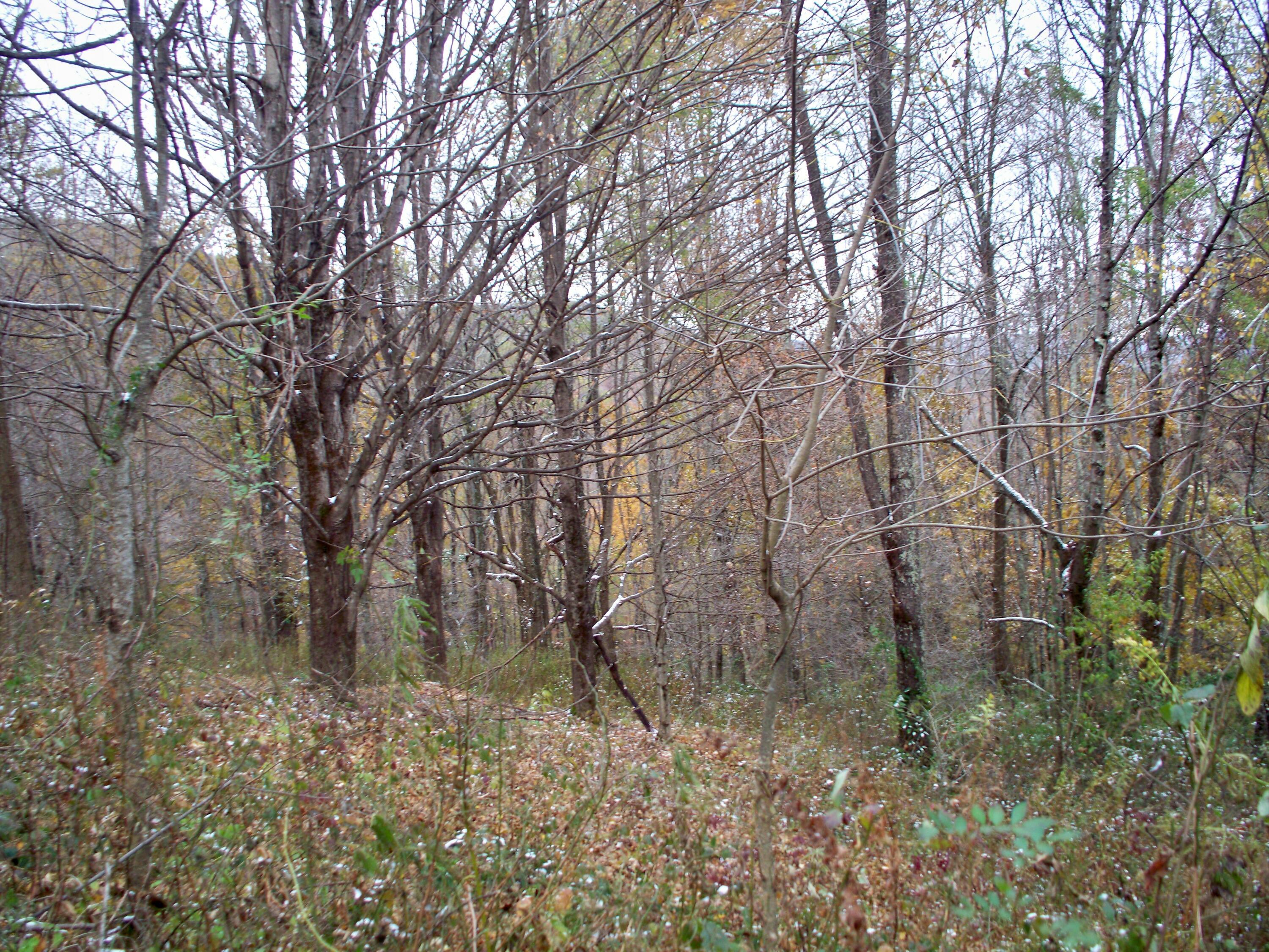 Property Photo:  Tract 3 Big Spring Of Elk Headwater  WV 26291 