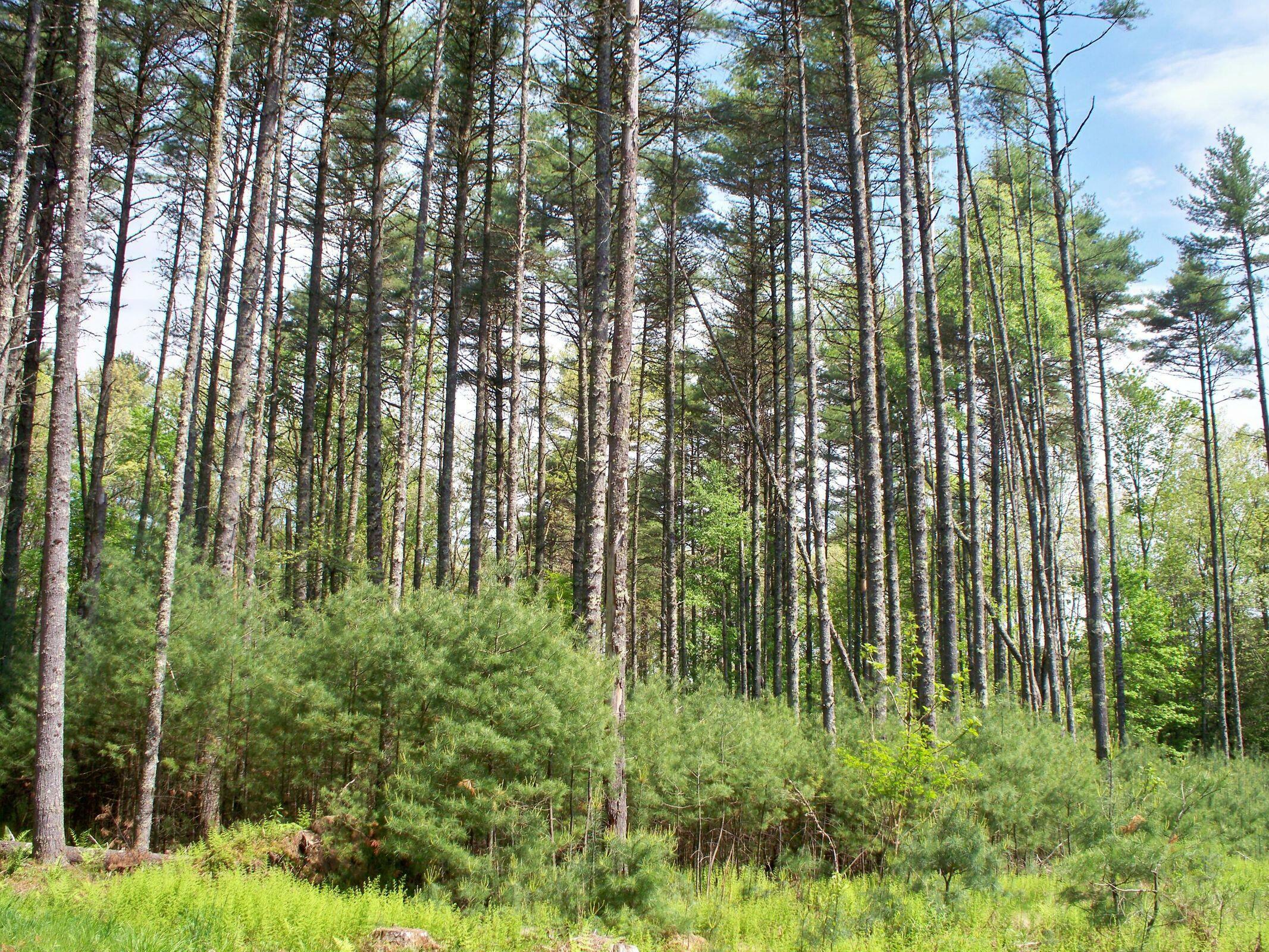 Property Photo:  Beaver Creek Rd  WV 24954 