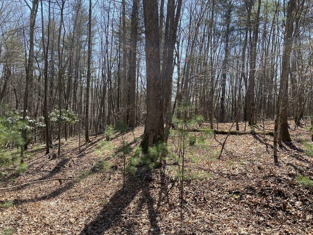 Property Photo:  Tbd Black Bear Drive  TN 37640 