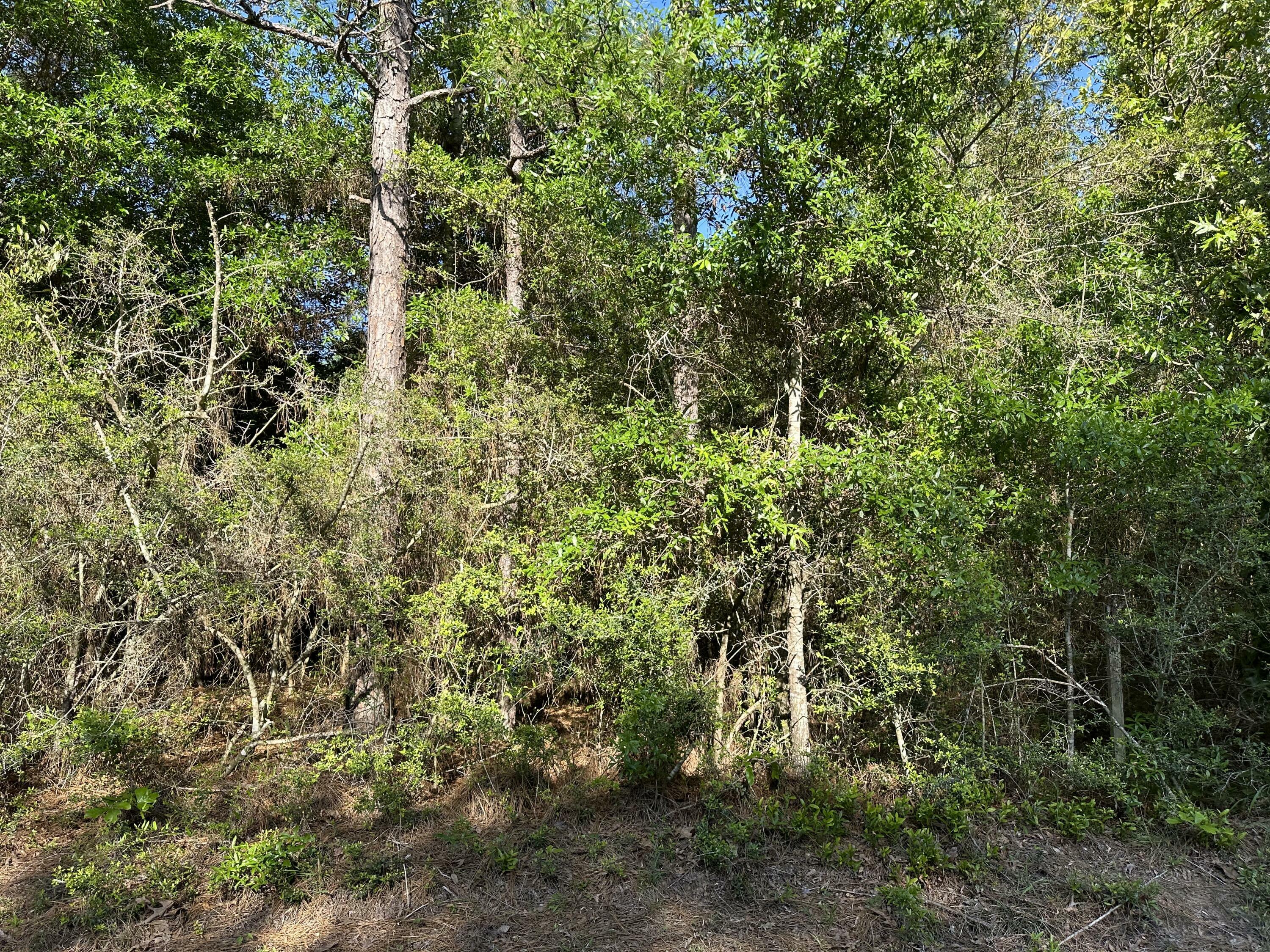 Property Photo:  Parcel A Painter Branch Road  FL 32539 