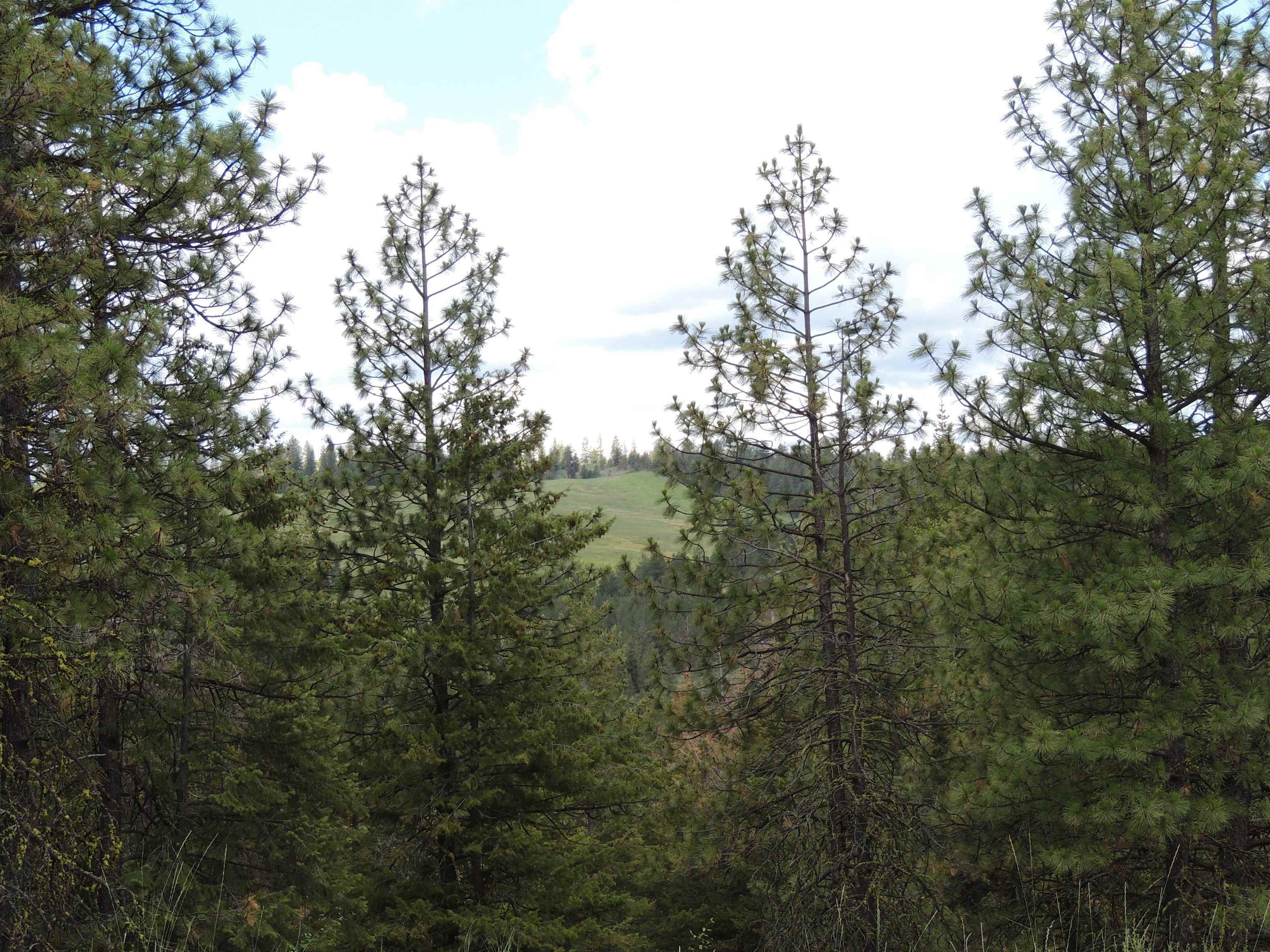 Property Photo: Timber Bay Ranch Lot 44 WA 99122