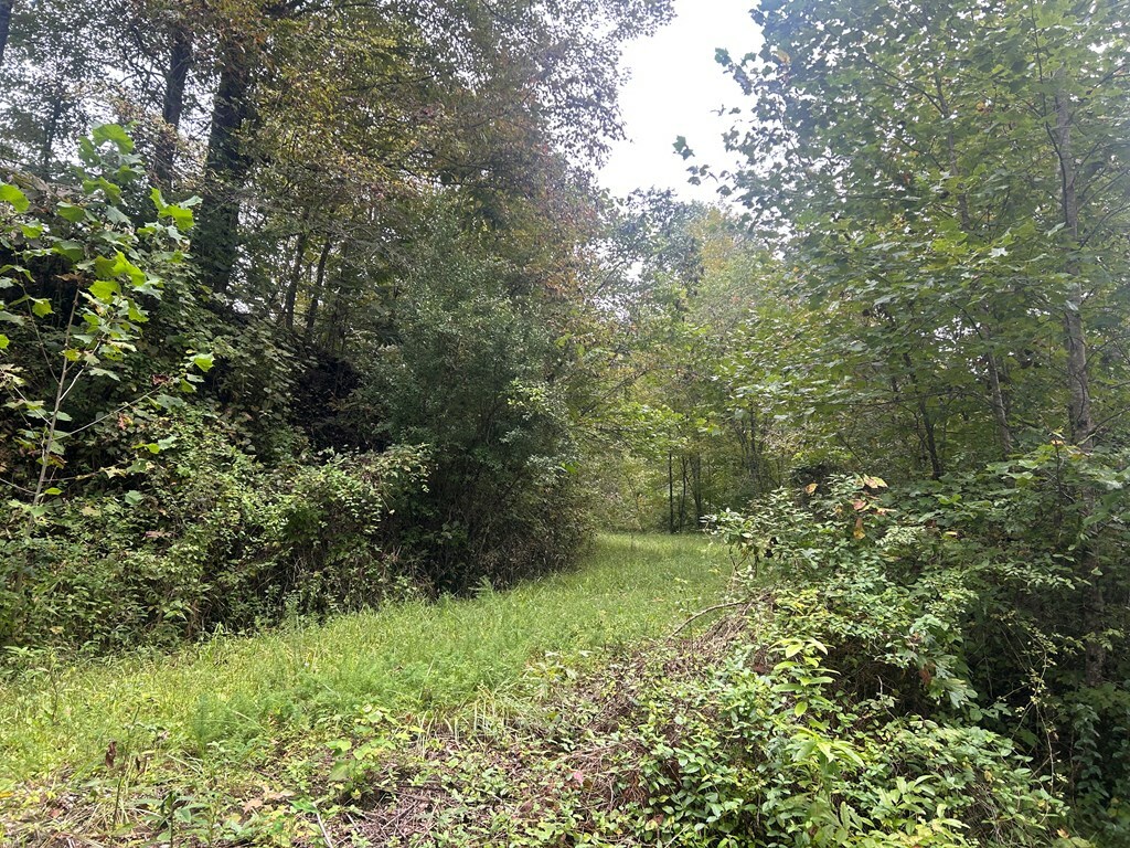 Property Photo:  0 Little Lick Branch Road  KY 41224 