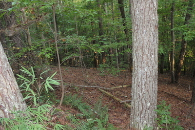 Property Photo: Lt 1111 Molly Circle GA 30540