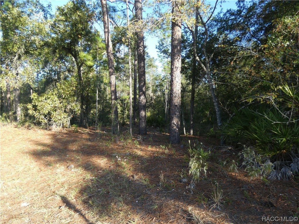 Property Photo:  Lot 31 SW 93rd Lane Road  FL 34431 