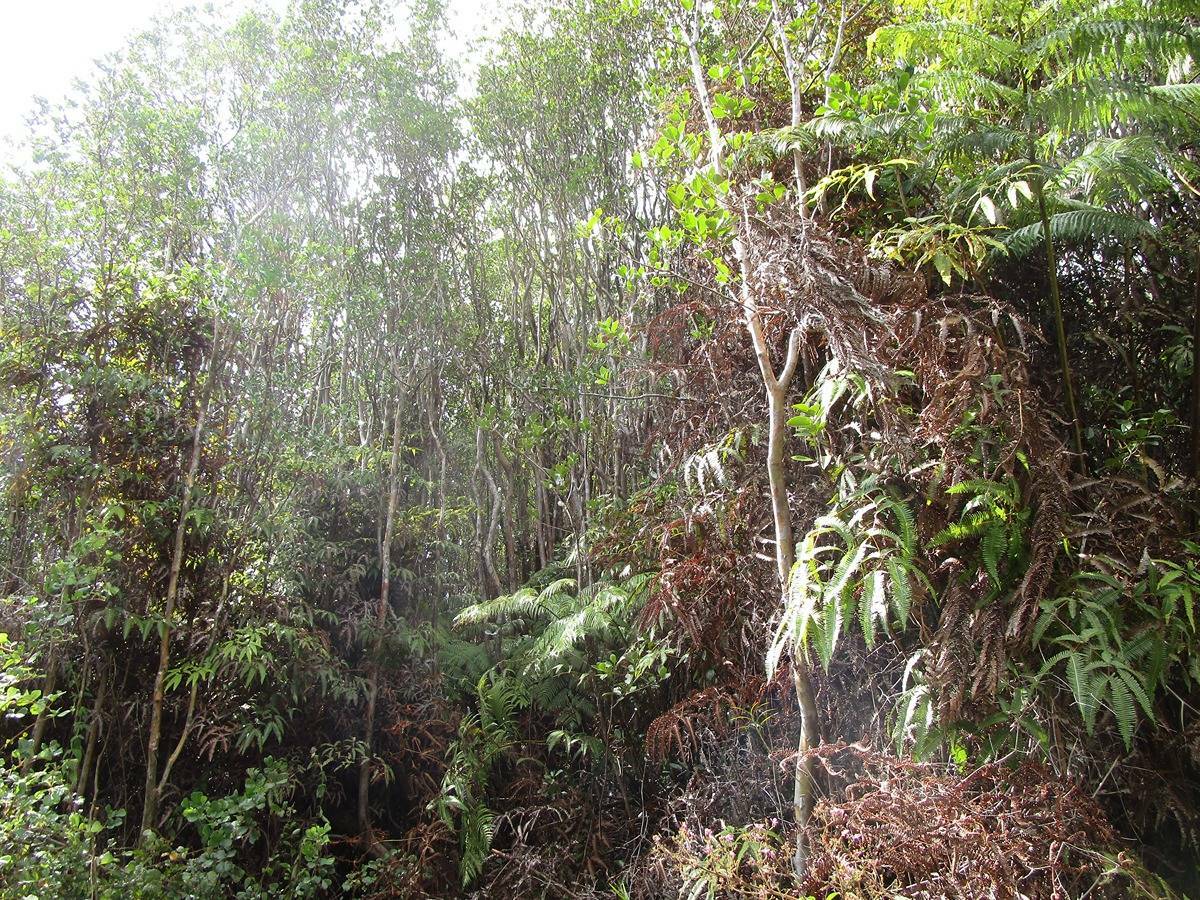Property Photo:  Road 6  HI 96785 