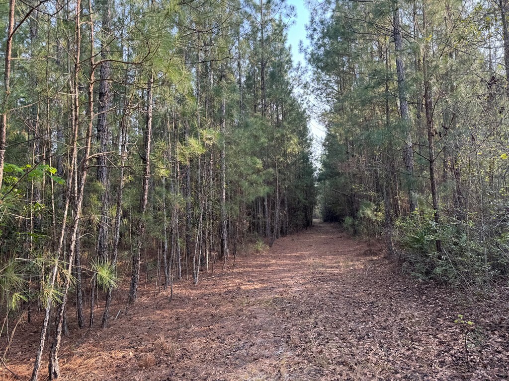 Property Photo: 1139 Henry Walcott Road GA 31316