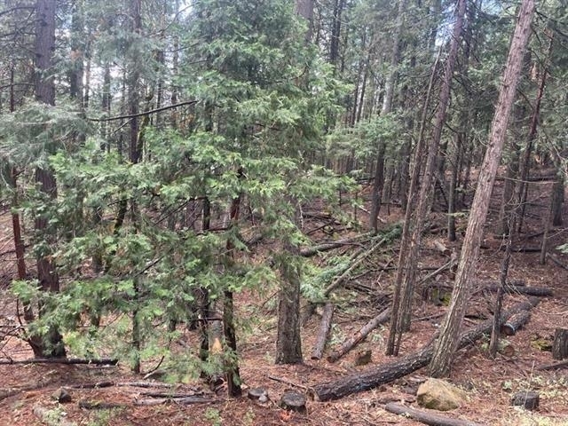 1911 Pathfinder Trail  Quincy CA 95971 photo