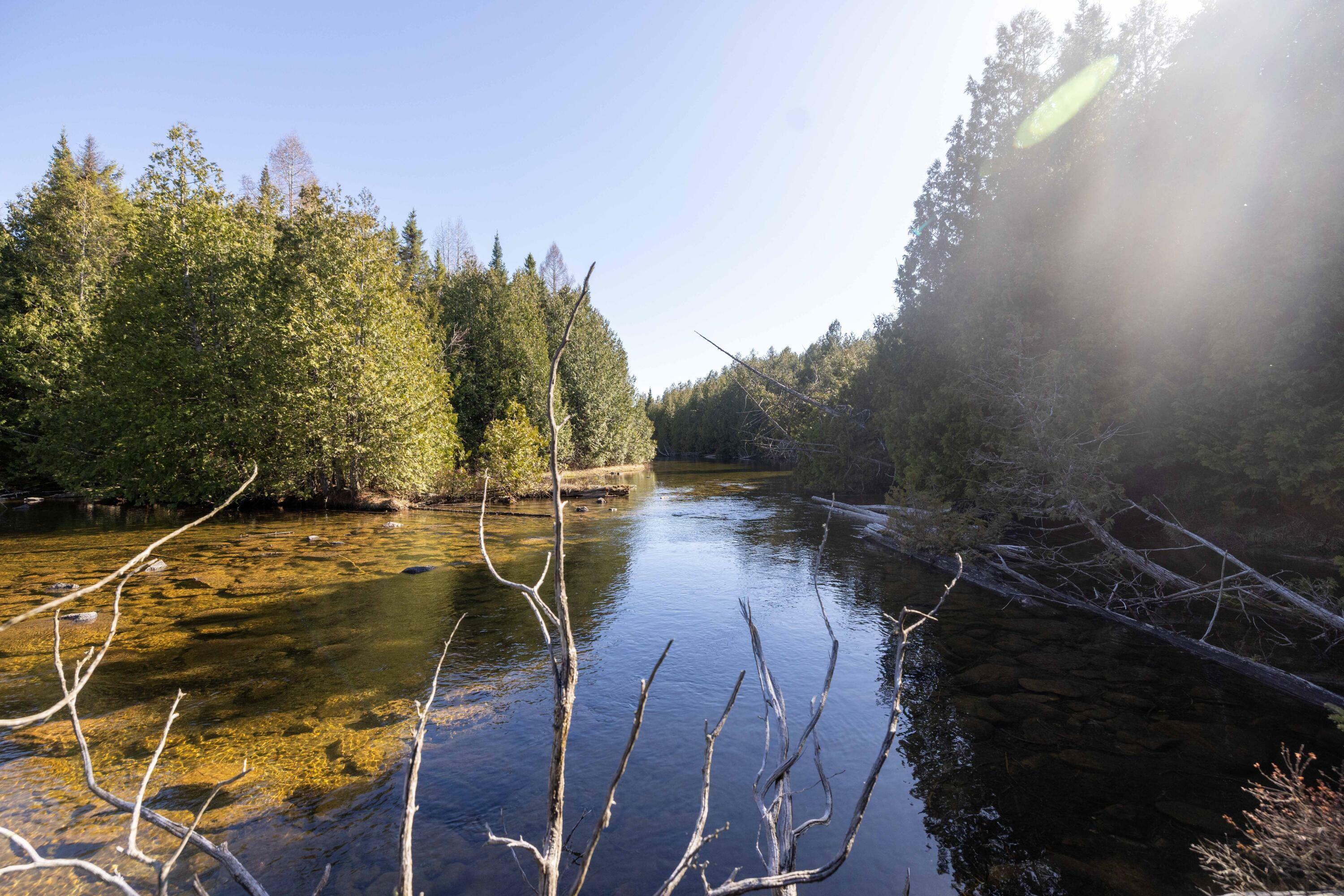 Property Photo:  0 Trout Lake Rd  MI 49816 