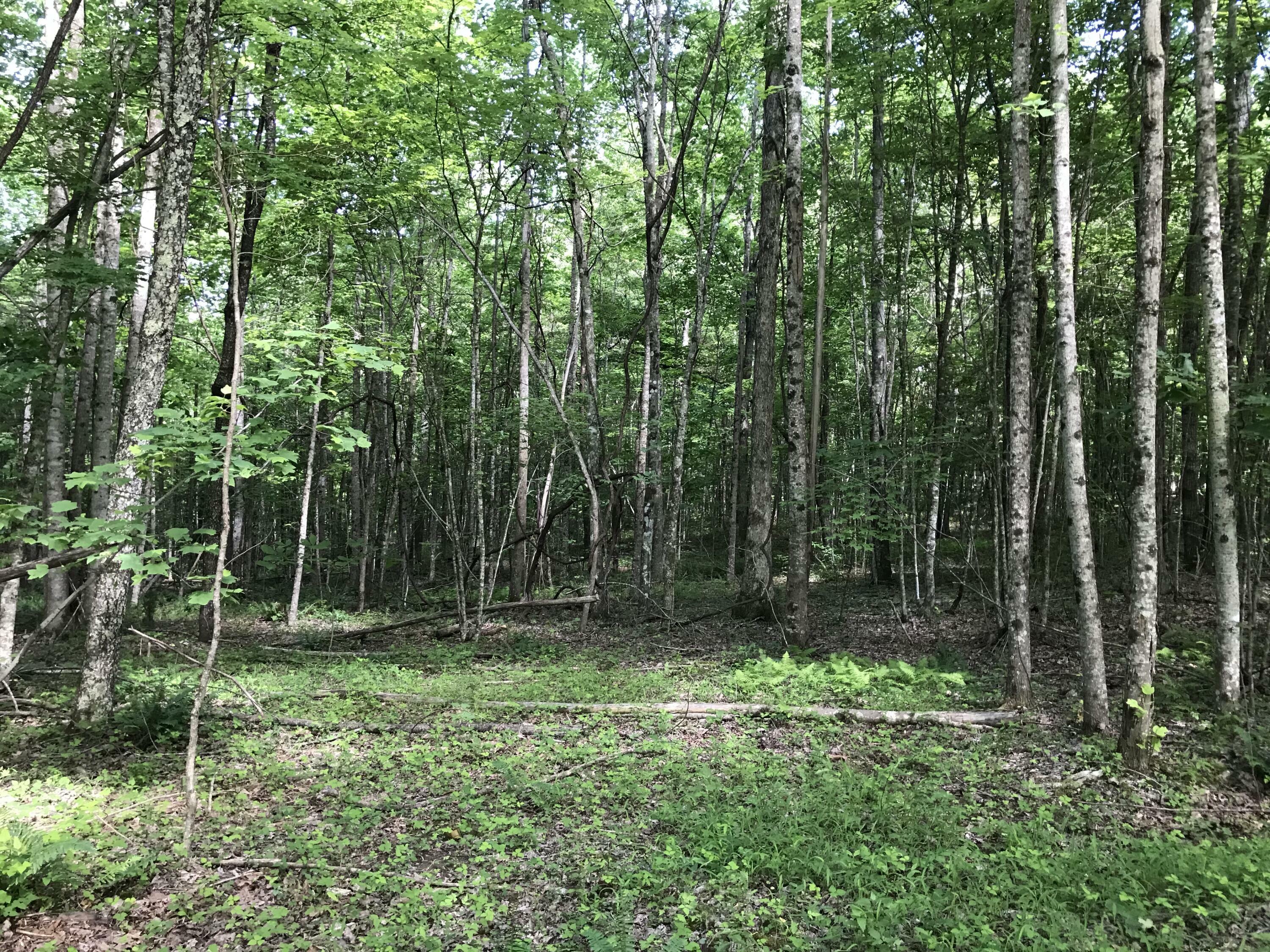 Property Photo:  Lot 7 Hobbstown Road  TN 37327 