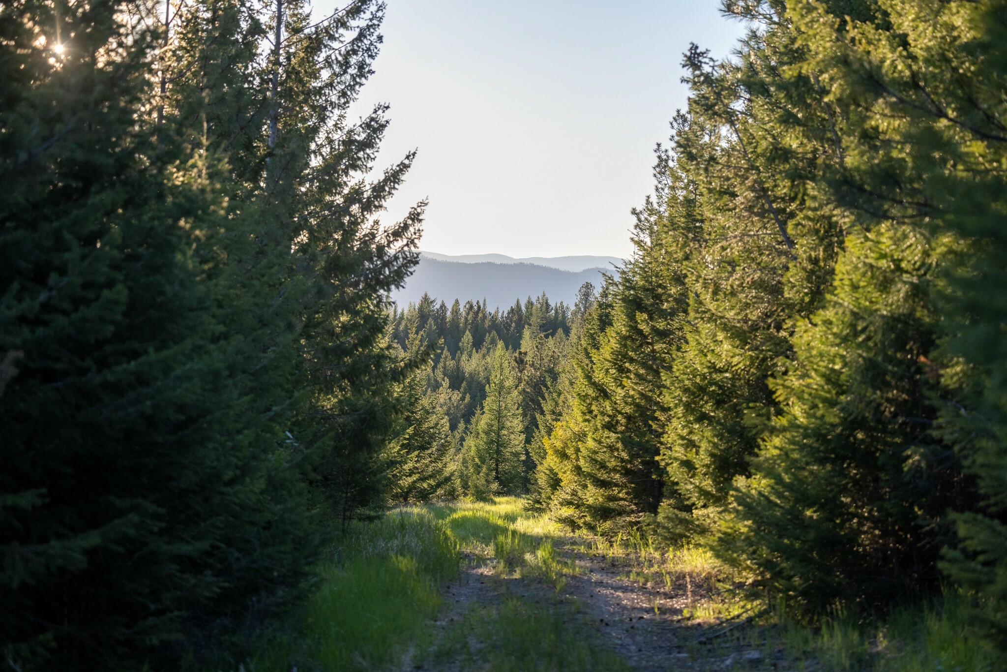 Property Photo:  Nhn Coon Hollow Road  MT 59920 