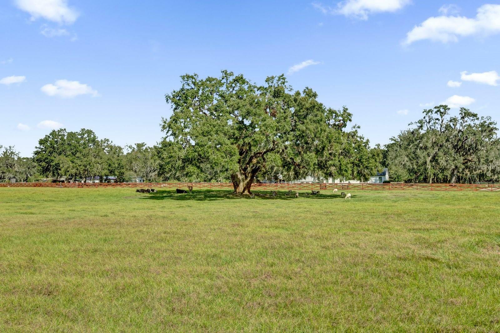 Property Photo:  7786 County Road 674  FL 33513 