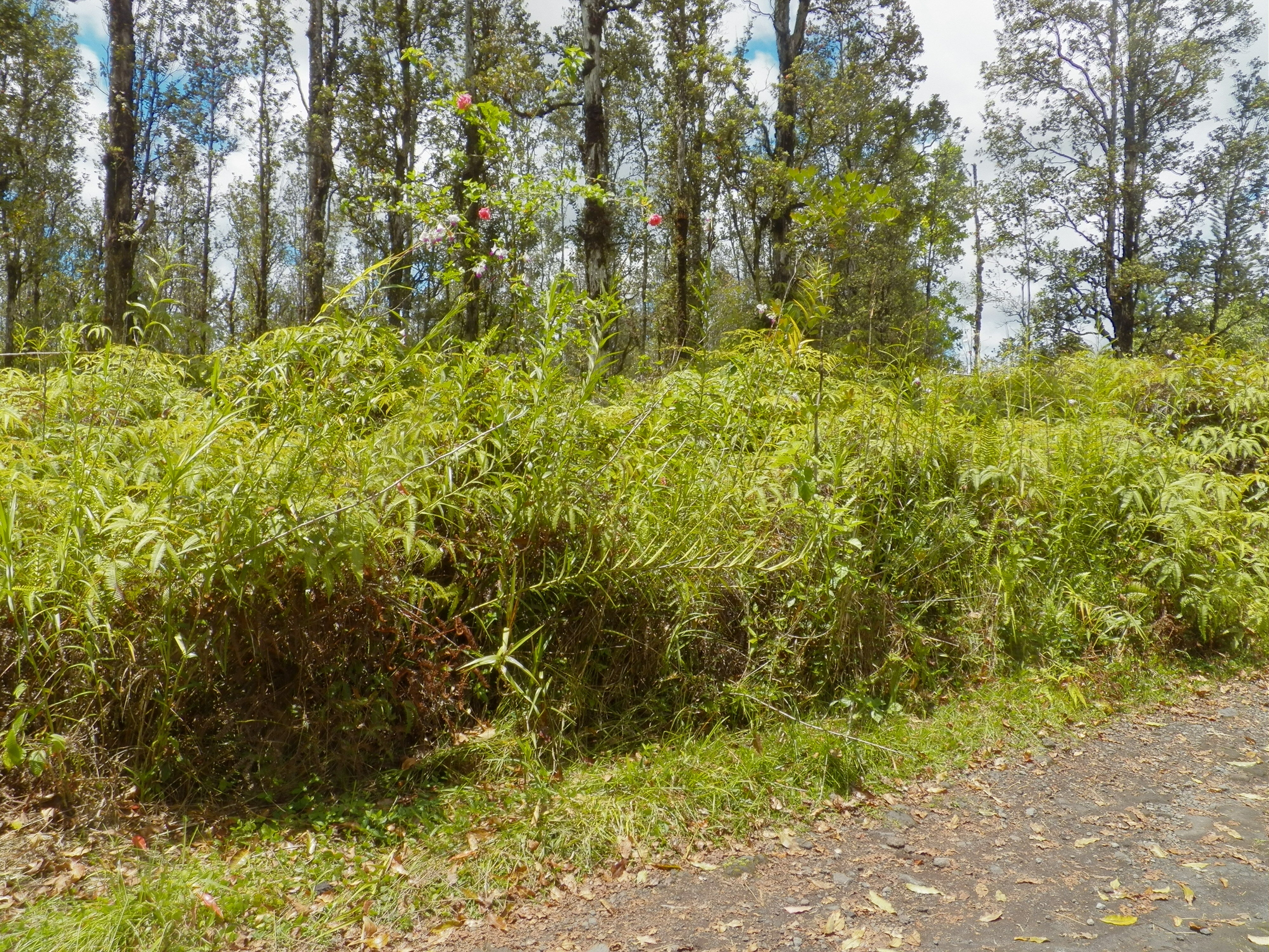 Property Photo:  Road G (Wao Kele)  HI 96760 