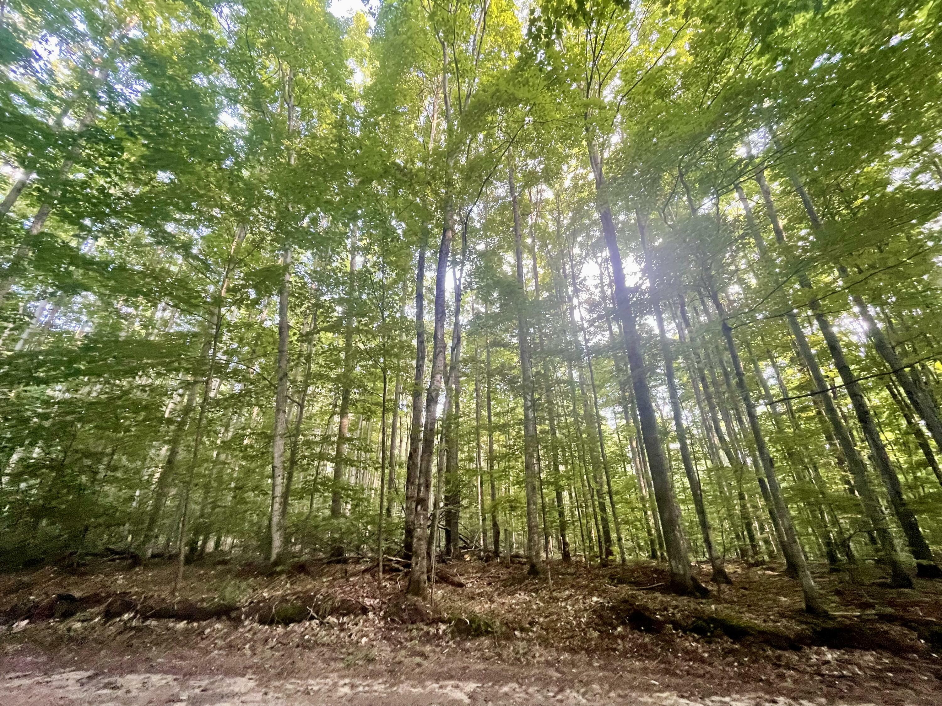 Property Photo: Tower Trail MI 49735