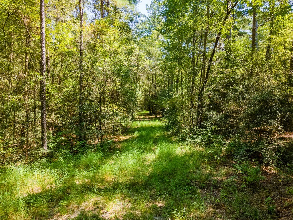 Property Photo:  Tract 4.4 Frazier Road  TX 75980 