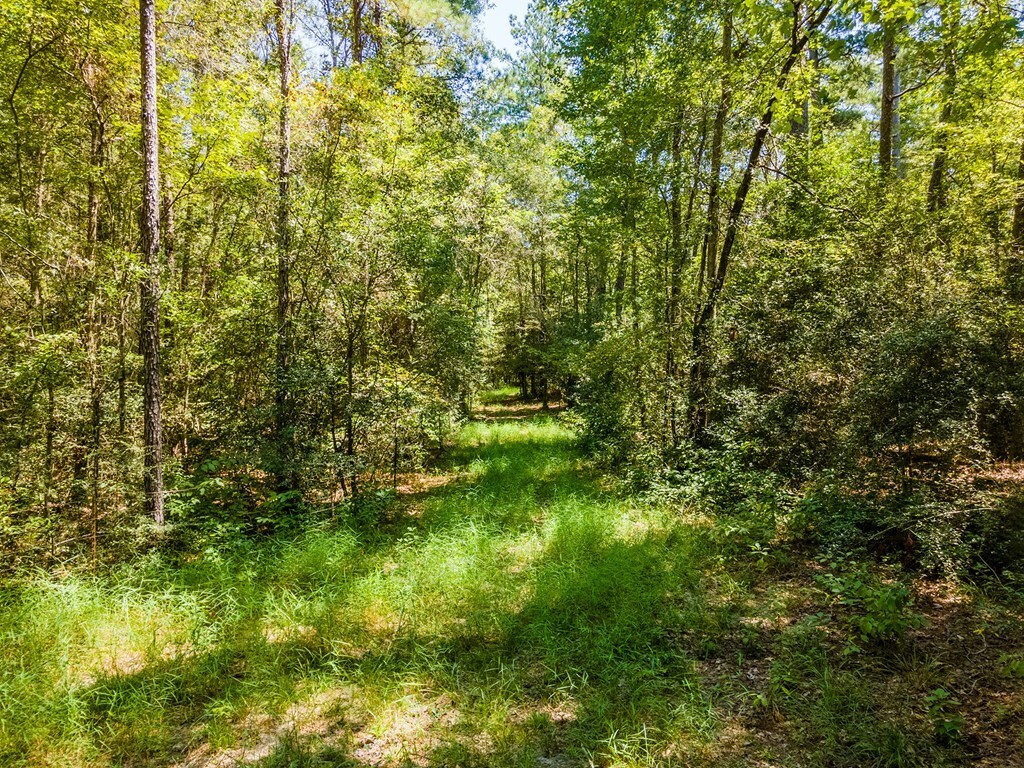 Property Photo:  Tract4.4 Frazier Road  TX 75980 