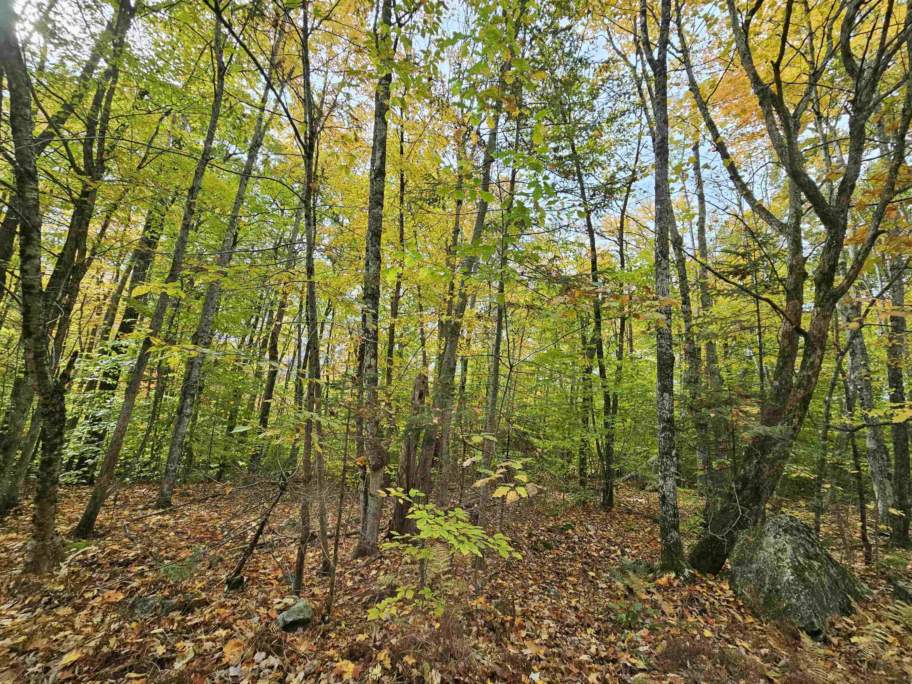 Property Photo:  Lot 21 Wallace Hill Road  NH 03580 