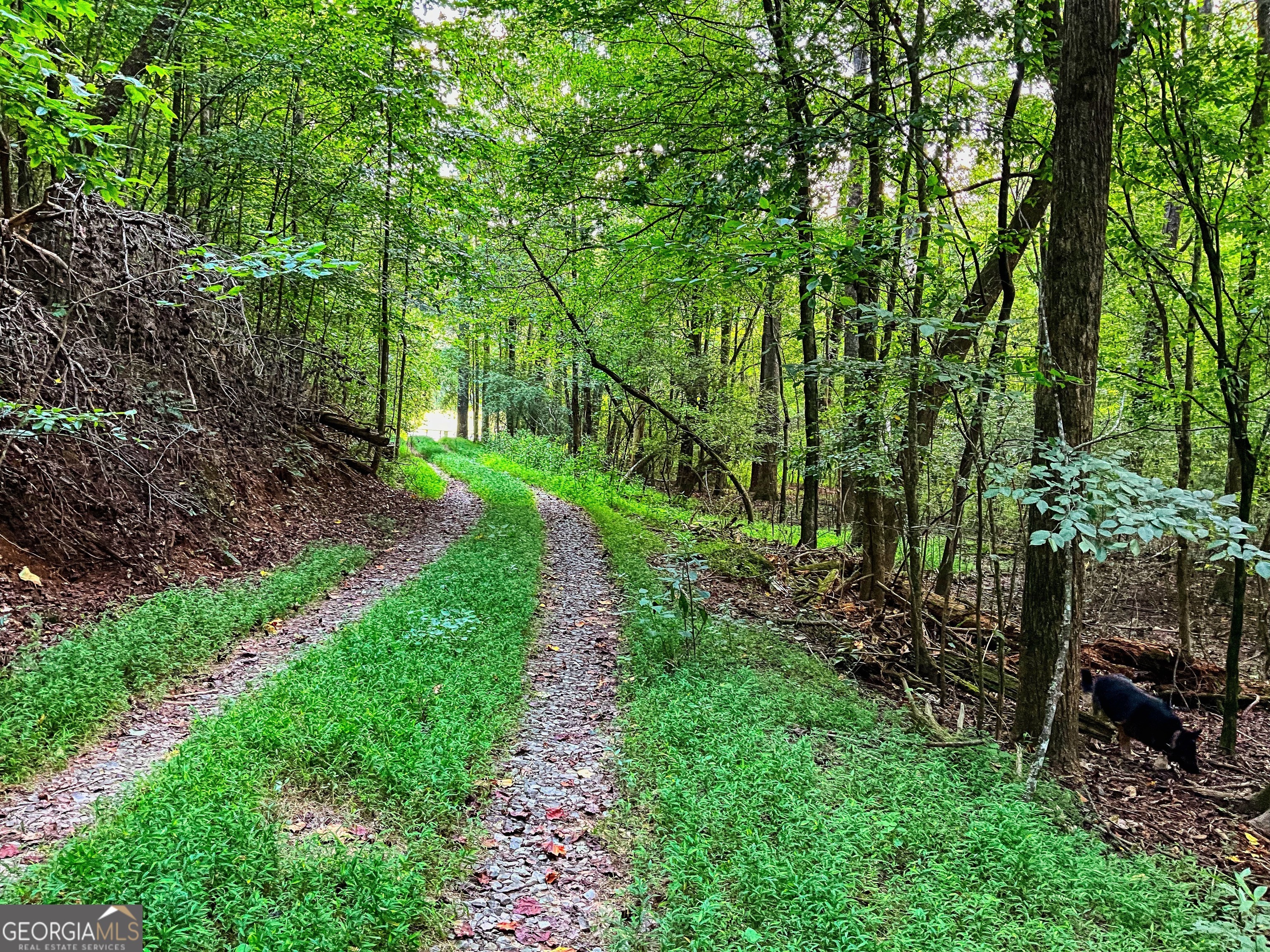 241 Acres Legion Road  Ellijay GA 30540 photo