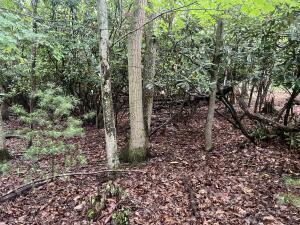 Property Photo:  135 Glenwood Way  WV 24901 