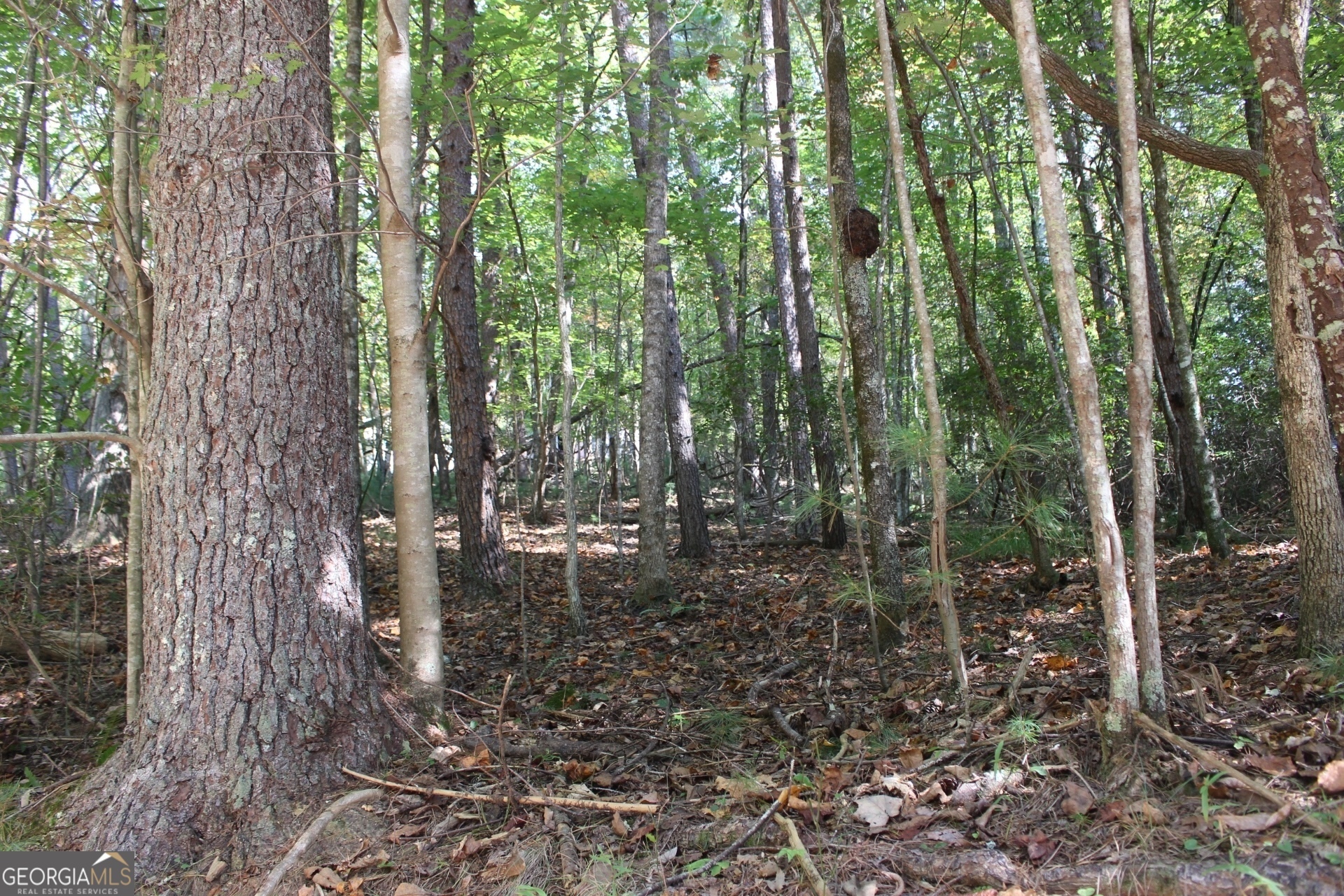 Property Photo:  Lot 546 N Satsuma Court  GA 30540 