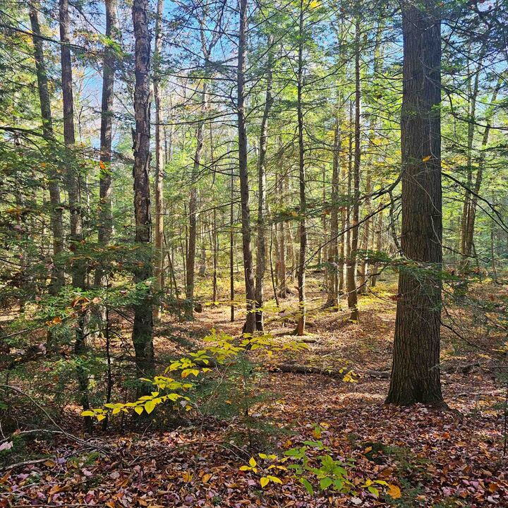 Property Photo: Hall Road VT 05143