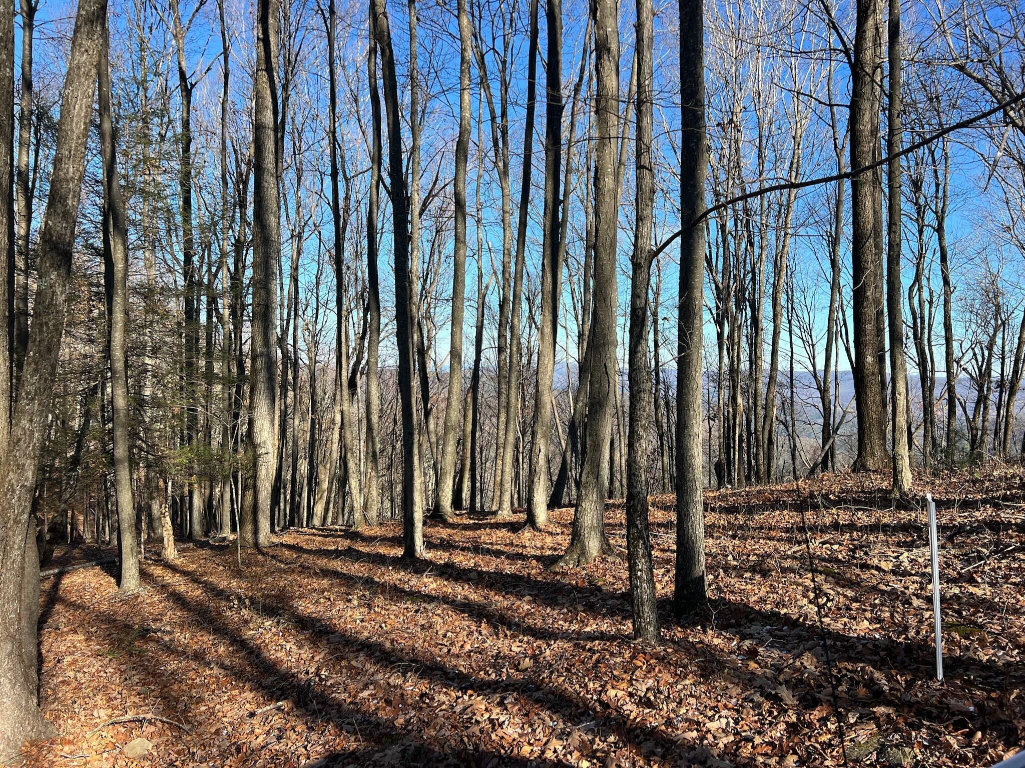 Property Photo:  Lot 20 Bear Trak  WV 24941 