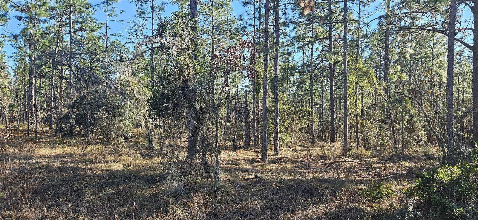 Property Photo:  Lot 13 NW Water Oak Avenue  FL 34431 