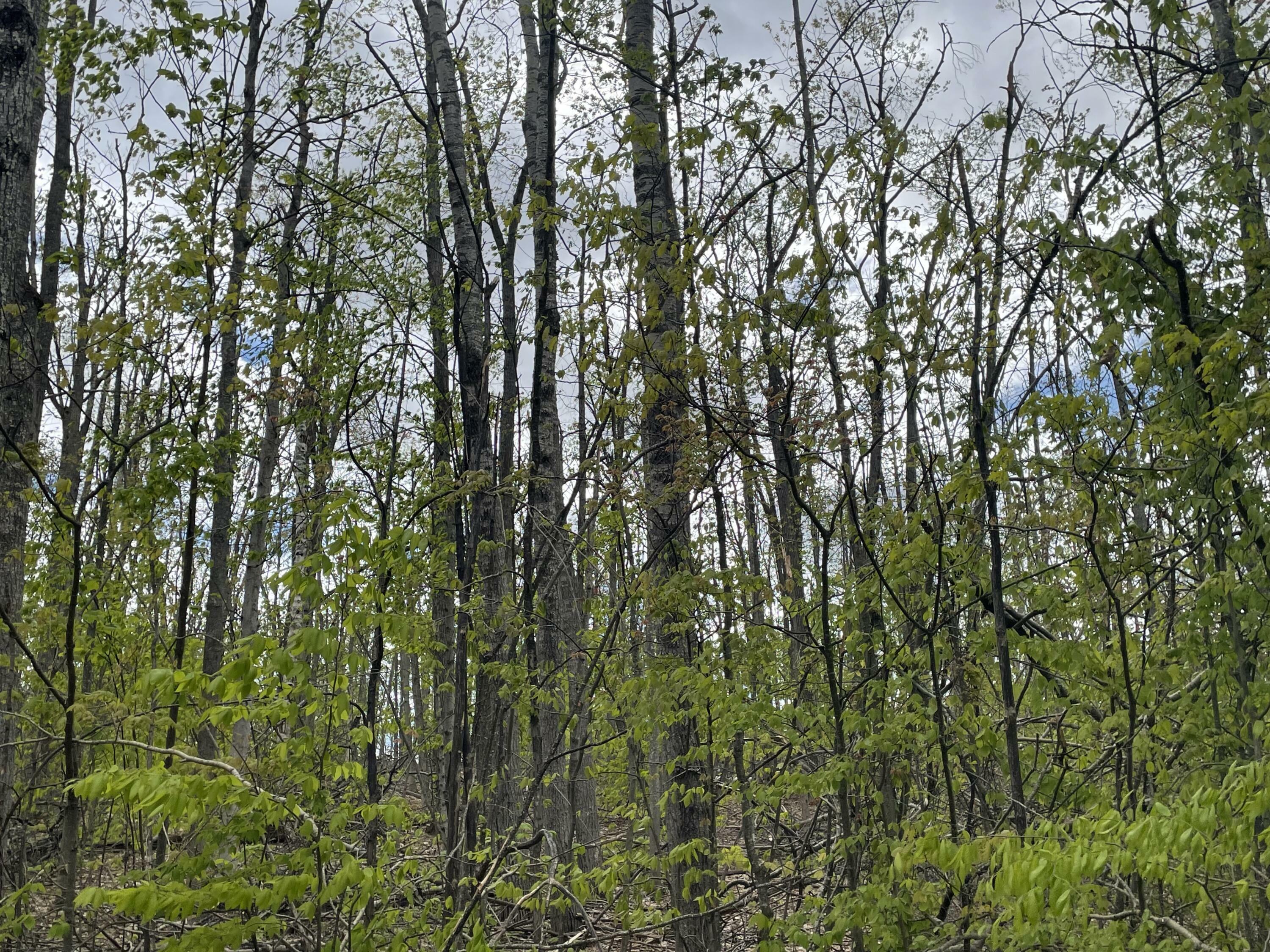 Property Photo: 990-994 Arawak Pass MI 49735