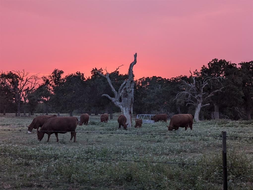 Property Photo:  2552 County Road 4105  TX 75401 