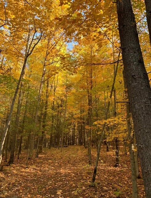 Property Photo:  0 Steam Mill Rd  NY 14869 