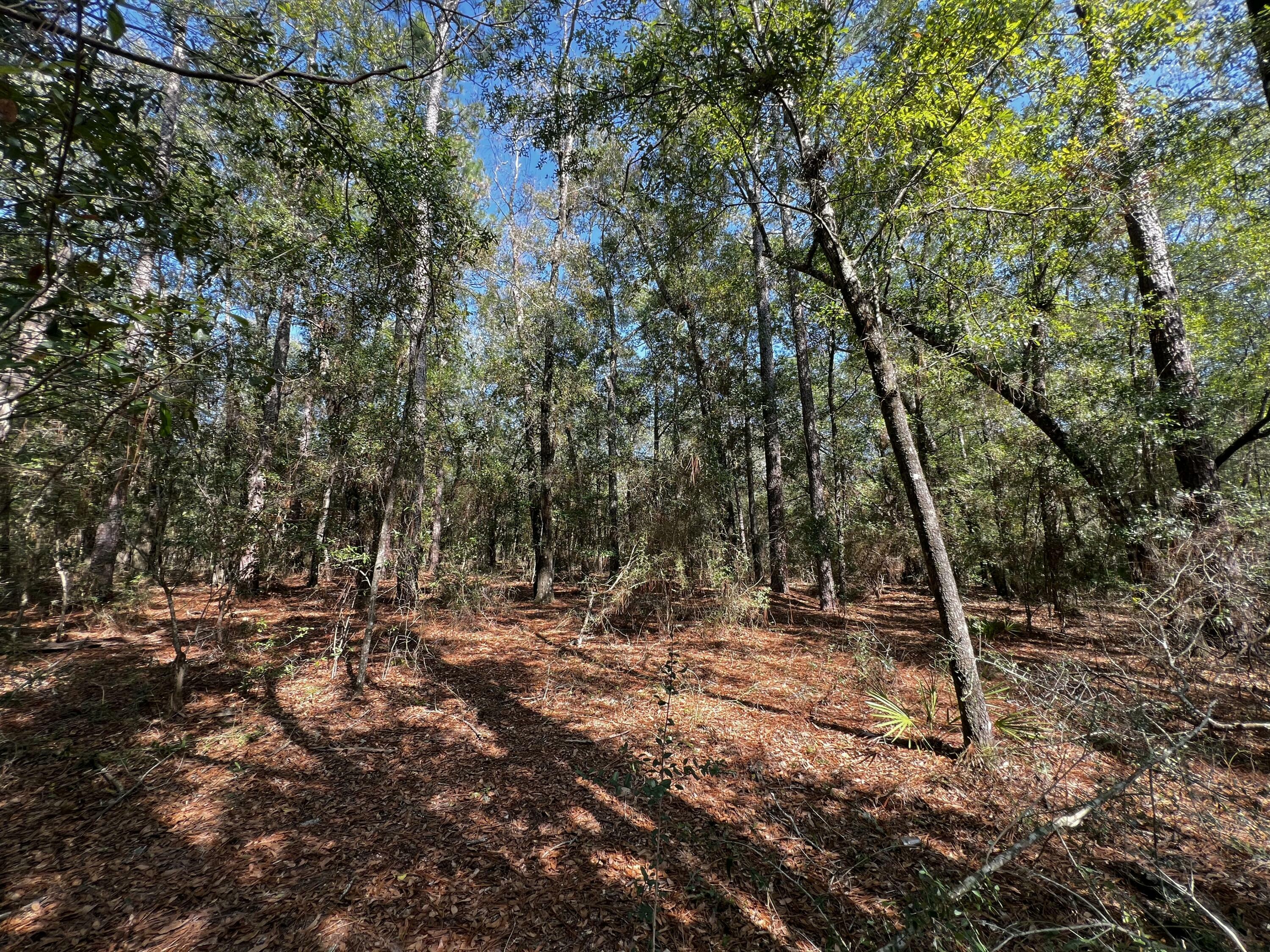 Property Photo: Tbd Turkey Trail FL 32583