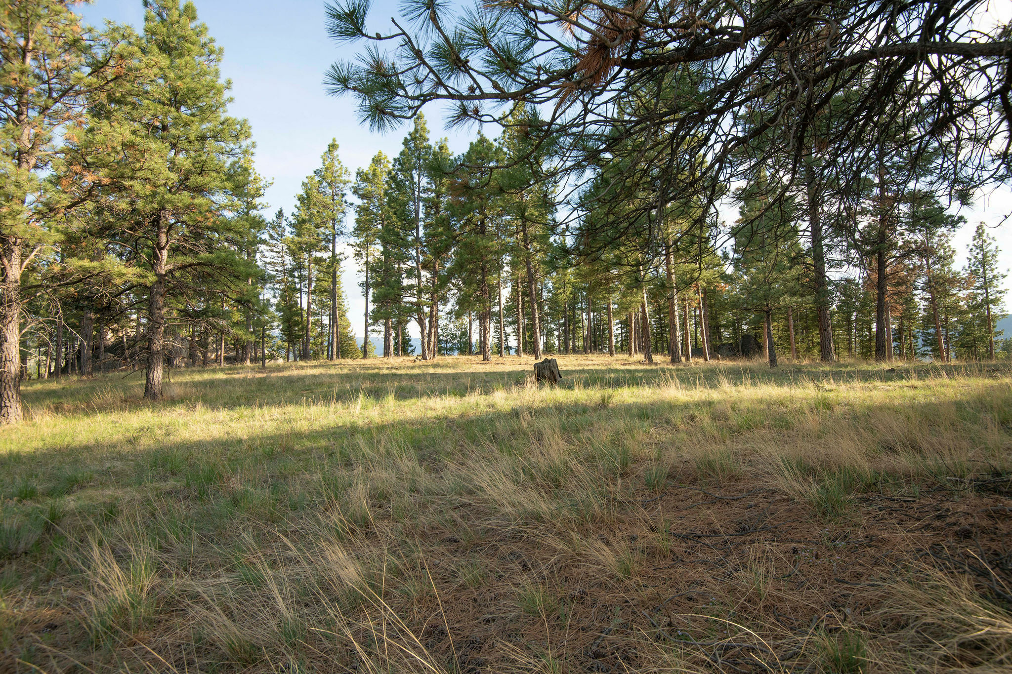 Property Photo: Tbd Leaning Tree Lane MT 59634