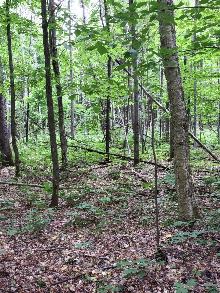 Property Photo: Osborn Drive MI 49853