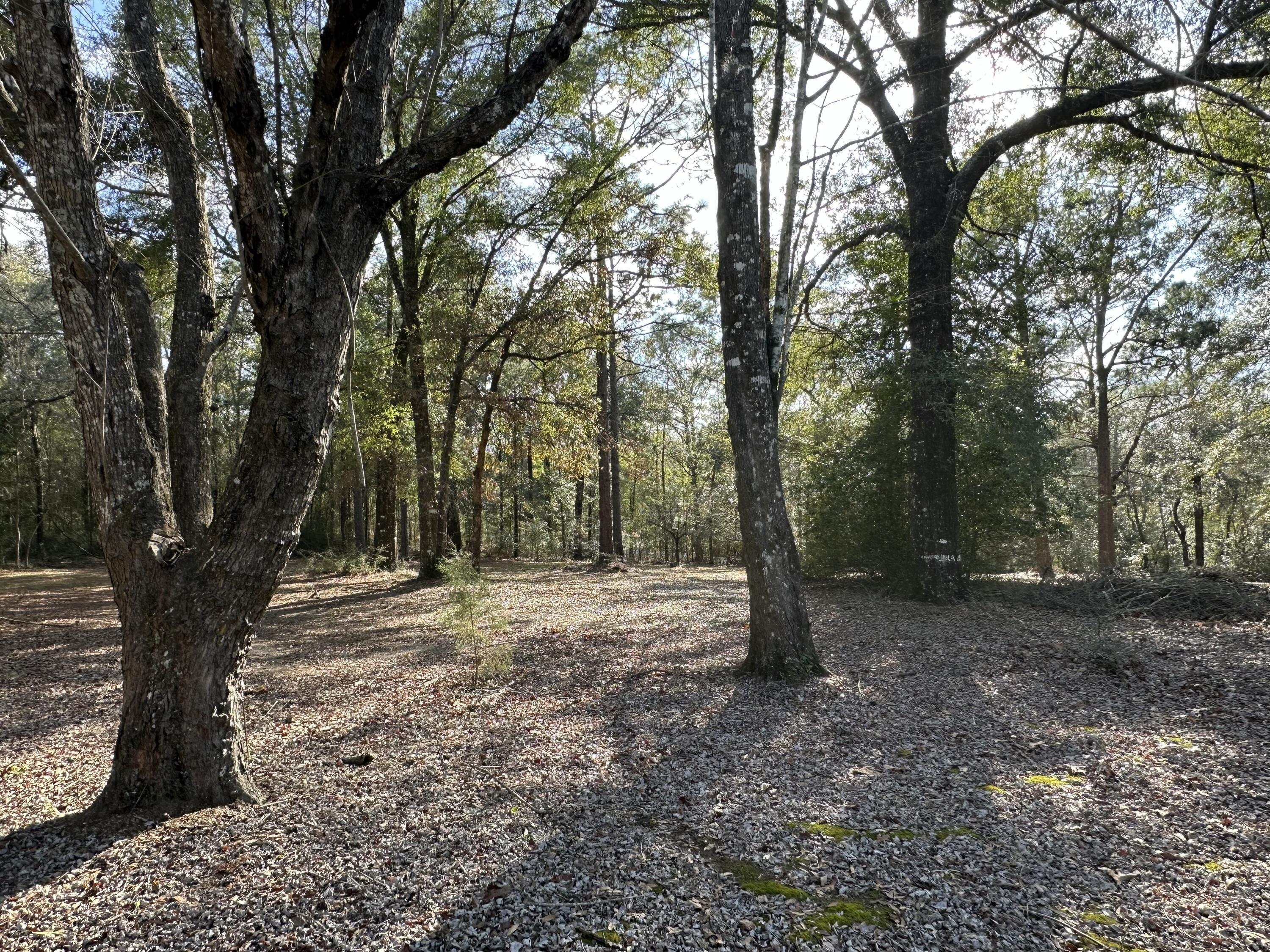 Property Photo: 5895 Pineforest Drive Parcel A FL 32539