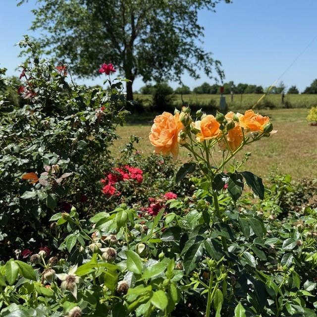 Property Photo: 2289 Fm-275 S TX 75433