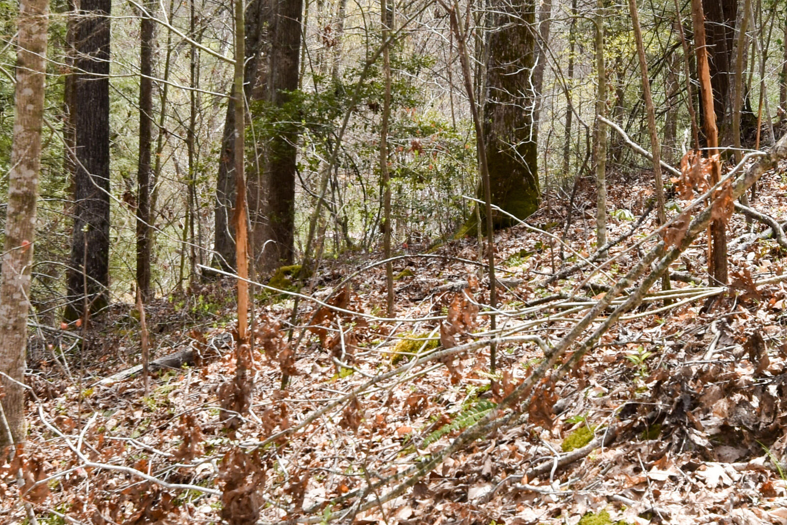 Property Photo: 1897 Laurel Creek Rd, Road KY 41179