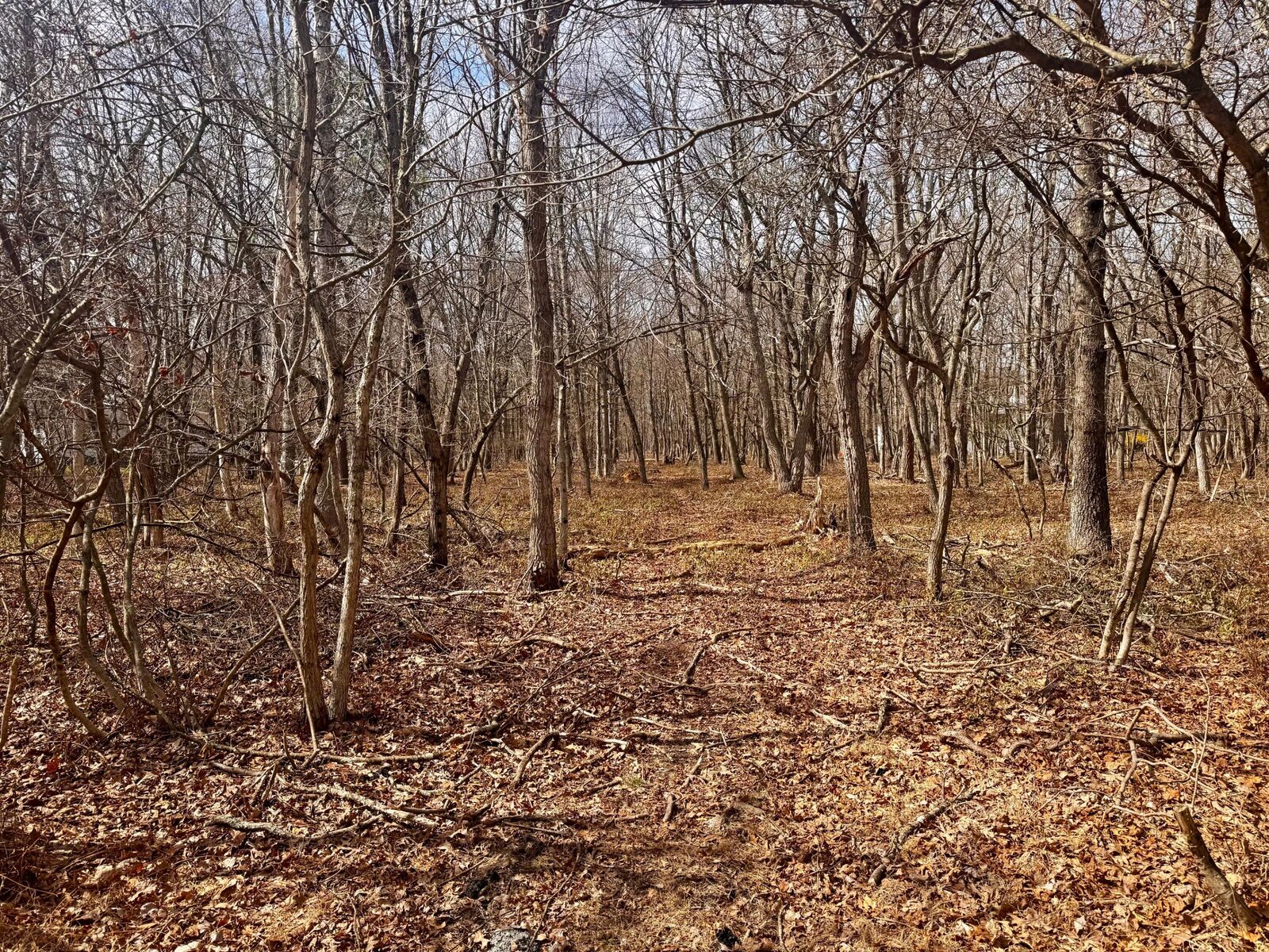 Property Photo: Lot # 108 Cottonwood PA 18229