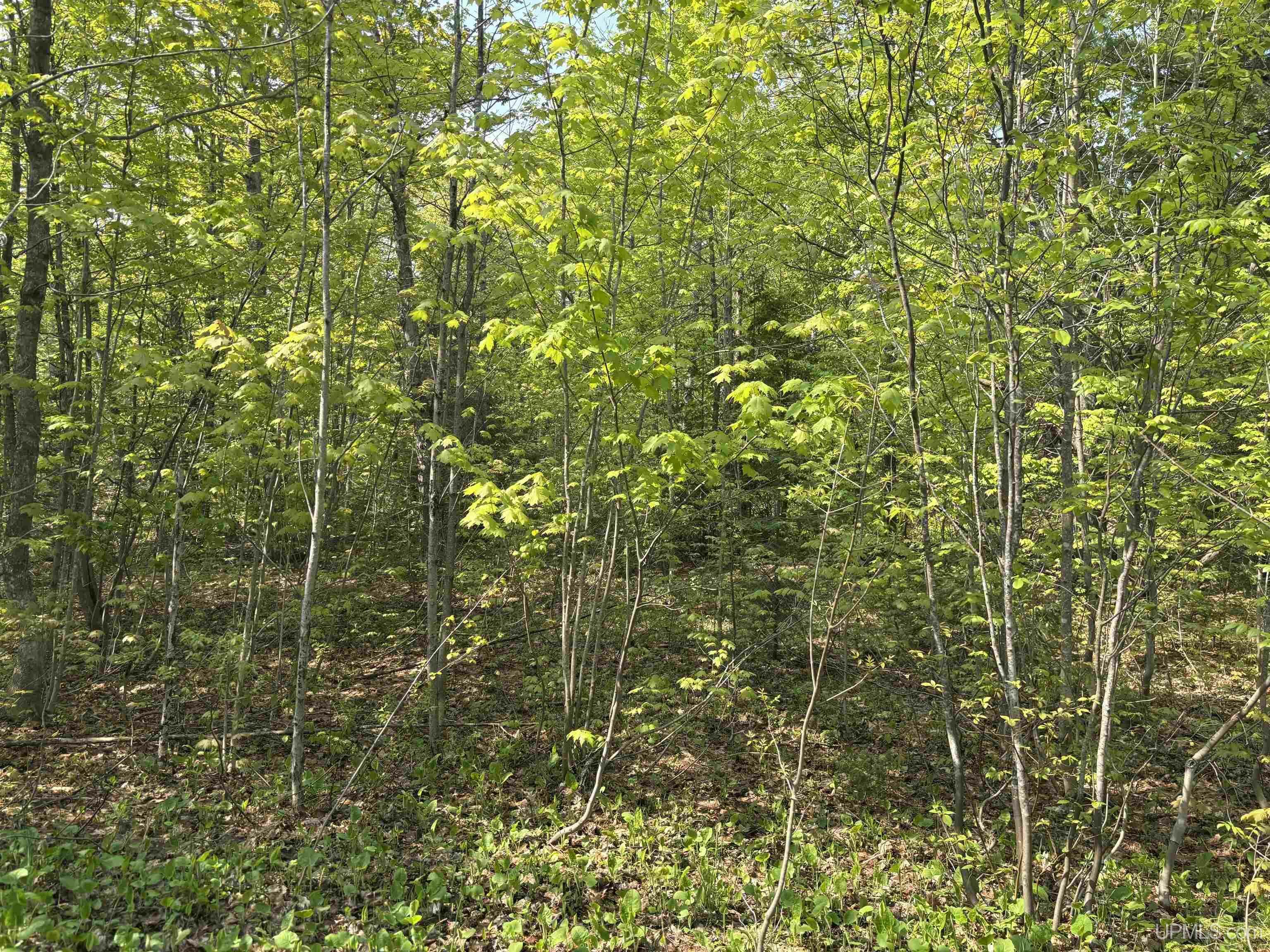 Property Photo: Tbd B Gorton Road MI 49930