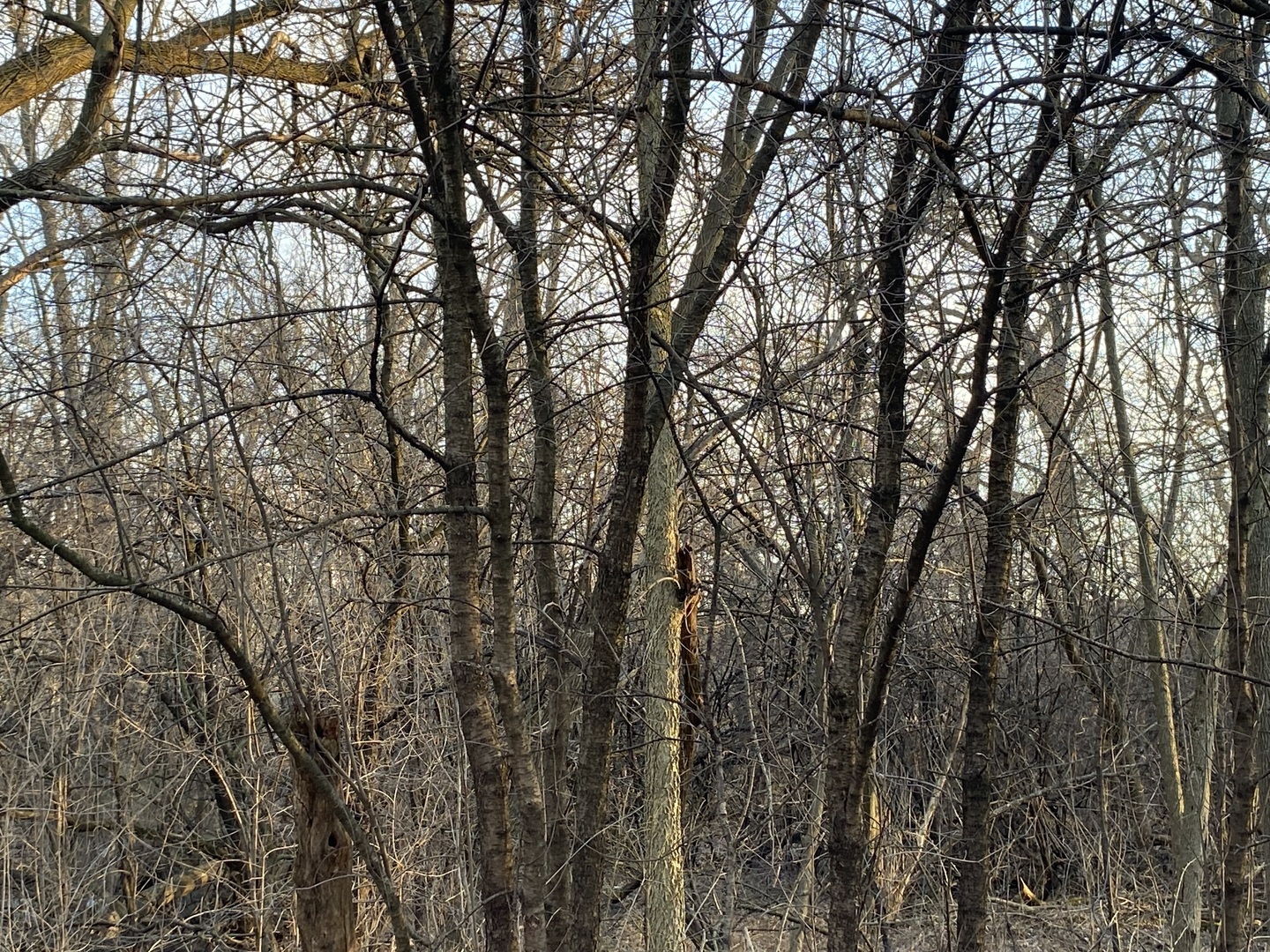 Property Photo: 0N735 Flaming Oaks Court IL 60185