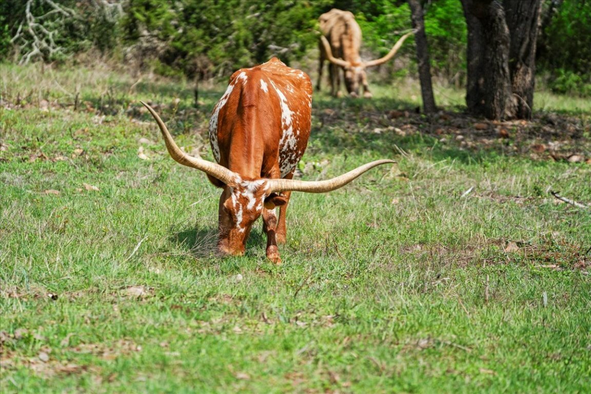 Property Photo: 1951 Bridlewood Ranches Drive TX 78666